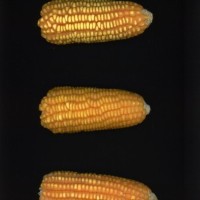 CIMMYTMA 5823 CUBA 13 AF21A 0903 131 E1530 _compress.jpg