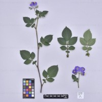 CIP 761504_OCHS 13141_med_H(i).jpg