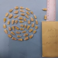 CIMMYTMA 7705 - Reference inventory.jpg