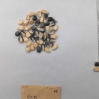 CIMMYTMA 82 - Reference Inventory.jpg