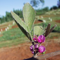Pseudarthria hookeri 10082 flower.JPG