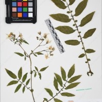 CIP 761164_OCHS 11007_11.jpg