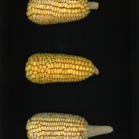 CIMMYTMA 19433 VERA 503 BA22U-2903-104 E1.jpg