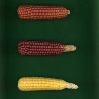 CIMMYTMA 2779 BRAZ 2466 AF19A-0903-171 E.jpg