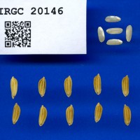 IRGC 20146 Seed Photo