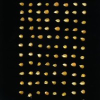 CIMMYTMA 4912 BRAZ 1986 AF20A-0903-51 K.jpg