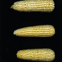 CIMMYTMA 27024 PUEB 937 BA23U-2903-61 E.jpg