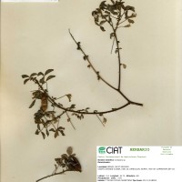 9763 herbarium