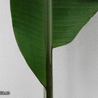 6.3.12 - Colour of leaf upper surface