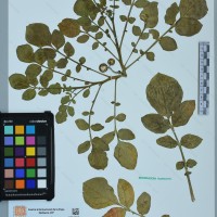 CIP 761404 herbarium