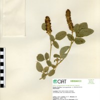 19421 herbarium