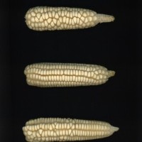 CIMMYTMA 7241 DURA 119 AF21A 0903 27 E2650 _compress.jpg