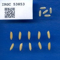 IRGC 53853 Seed Photo