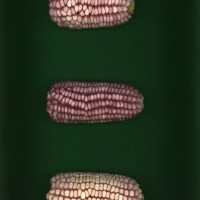 CIMMYTMA 437 SNLP 22 PV22A-1903-131 E12340 _compress.jpg