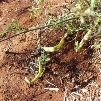 Aeschynomene indica 16939 pod (2).JPG
