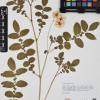 CIP 761831_OCH 13830_01.jpg