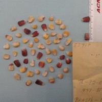 CIMMYTMA 5591 - Reference Inventory.jpg