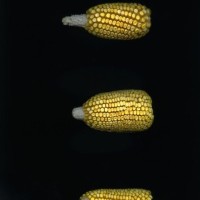 CIMMYTMA 24719 VERA 601 BA22U-2903-66 E.jpg