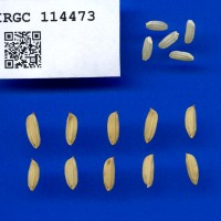 IRGC 114473 Seed Photo