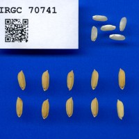 IRGC 70741 Seed Photo