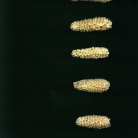 CIMMYTMA 18984 BOZM 1512 TC22U-2903-68 C.jpg