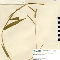 6693 herbarium
