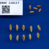 IRGC 118117 Seed Photo