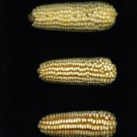 CIMMYTMA 26926 TLAX 427 BA23U-2903-42 E.jpg