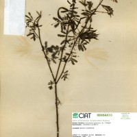 9435 herbarium
