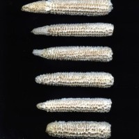 CIMMYTMA 4924 BRAZ 2029 AF20A-0903-26 C.jpg