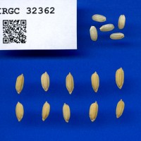 IRGC 32362 Seed Photo
