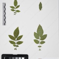 CIP 765690_RPSP 001_15.jpg