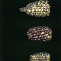 CIMMYTMA 20490 BOZM 1514 TC22U-2903-69 E1.jpg