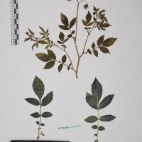 CIP 761450_OCH 12086b_11.jpg