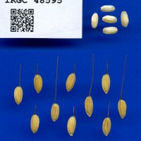IRGC 48595 Seed Photo