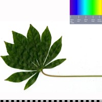 CR140 leaf