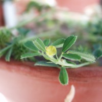 Medicago laciniata 7563-c1.JPG