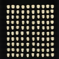 CIMMYTMA 467 VERA 225 AF23A-0903-222 K.jpg