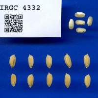 IRGC 4332 Seed Photo