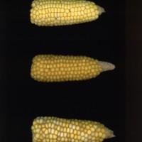 CIMMYTMA 17012 ECUA 1044 AF23A-0903-42 E1.jpg