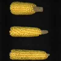 CIMMYTMA 21711 PAZM 14103 AF19A-0903-27 E1.jpg