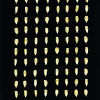 CIMMYTMA 7733 PUEB 524 BA23U-2903-32 K.jpg