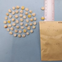 CIMMYTMA 8399 - Reference inventory.jpg