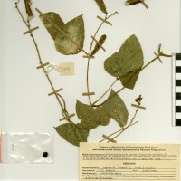 G26462A herbarium.jpg