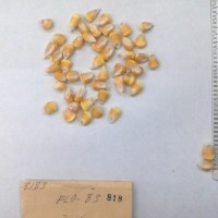 CIMMYTMA 818 - Reference Inventory.jpg