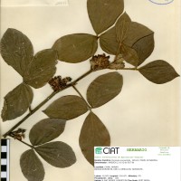 20979 herbarium