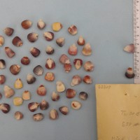 CIMMYTMA 5330 - Reference Inventory.jpg