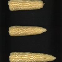 CIMMYTMA 27153 BRAZ BA110 AF19A-0903-83 E1.jpg