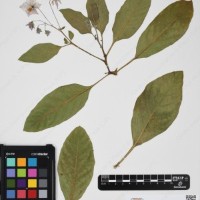 CIP 761353_OCH 11929_02.jpg