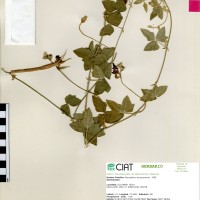 24153 herbarium
